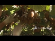 Kiwifruit Being Picked 1 2791